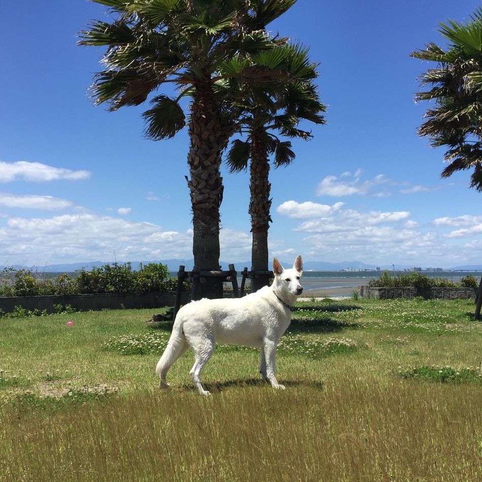 gabbyホワイトシェパードのカバー写真