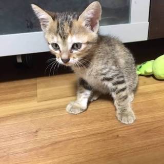 ちび猫三兄弟イチゴ