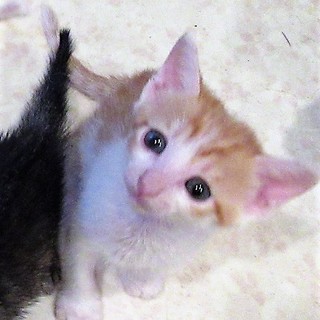 チャーシュー君～茶白　人馴れした男の子