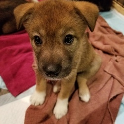 Soeurs譲渡会 サムネイル2