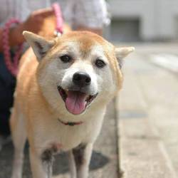 Soeurs譲渡会 サムネイル3