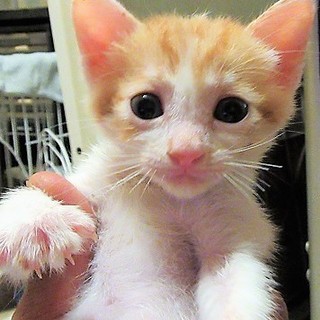 シーチャン君～白茶人馴れした男の子