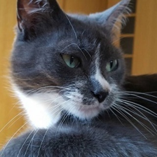 豆之介　9歳～トライアル決定！