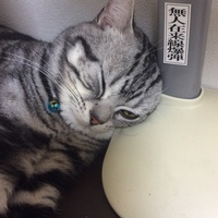 シエル