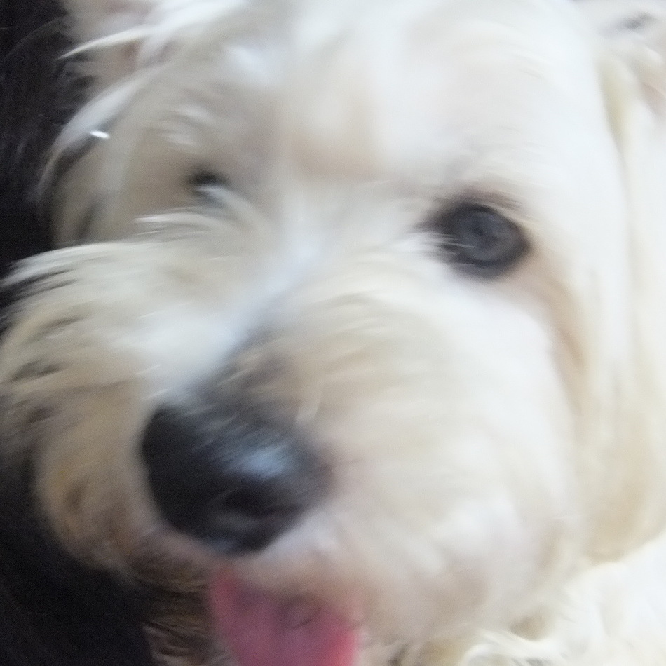 ティディのカバー写真