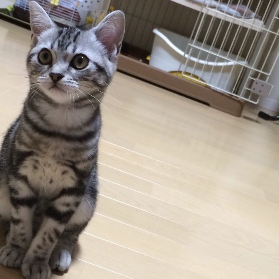 シエルのカバー写真