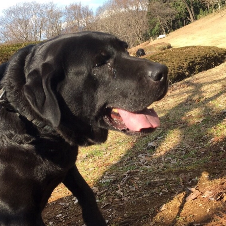 ランディのカバー写真