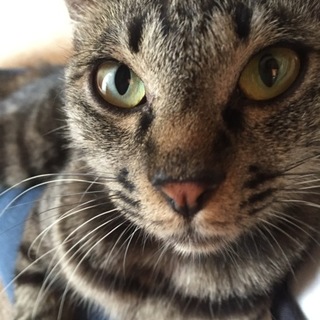 可愛いキジ猫の家族になって下さい