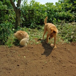 畑を耕して。。