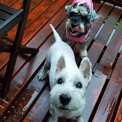 「余命宣告３ヶ月を乗り越えて旅行したワン☆」サムネイル1