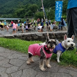 「余命宣告３ヶ月を乗り越えて旅行したワン☆」サムネイル3