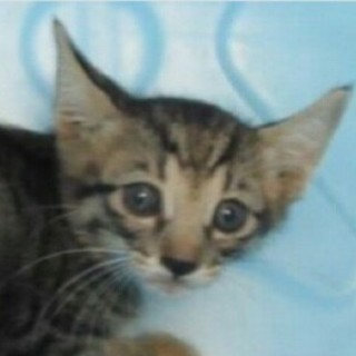 ありがとうございます！！