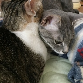 猫の里親募集中です