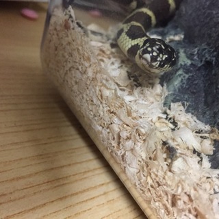 イースタンキングスネークを飼ってくれる方！