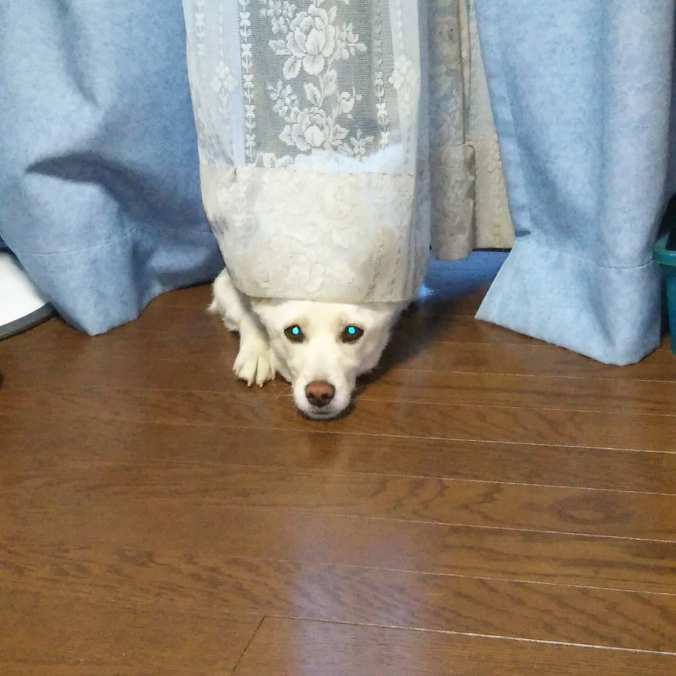 ペロのカバー写真