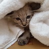 シャム風子猫の里親大募集 サムネイル2