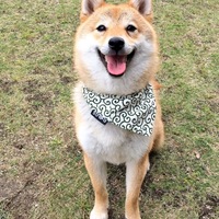 爽太