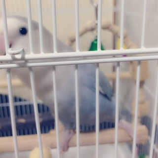 コザクラインコ女の子ホワイトフェイス