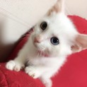 里親さん決定！バニラちゃん。