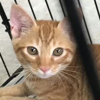 4～5ヶ月の美猫二匹！！ゴロスリくんです！！