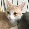 4～5ヶ月の美猫二匹！！ゴロスリくんです！！ サムネイル2