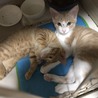 4～5ヶ月の美猫二匹！！ゴロスリくんです！！ サムネイル4