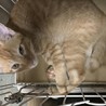4～5ヶ月の美猫二匹！！ゴロスリくんです！！ サムネイル5