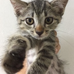 8月19日(土)に愛知県豊橋市で譲渡会！