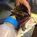 元気な哺乳瓶ねこちゃんです