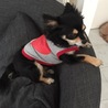 ブルーのかすみそう