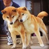 くに坊