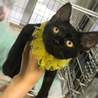 まん丸シッポをフリフリ！愛嬌振りまく仔犬の様なコv