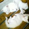 子猫をもらってください。5匹います。 サムネイル2