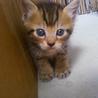 子猫をもらってください。5匹います。 サムネイル4