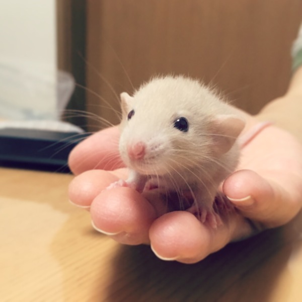 ファンシーラット里親募集 サムネイル1