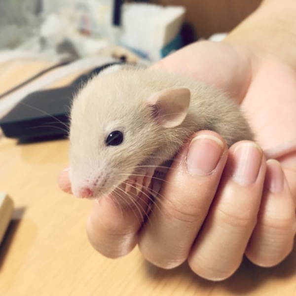 ファンシーラット里親募集 サムネイル2