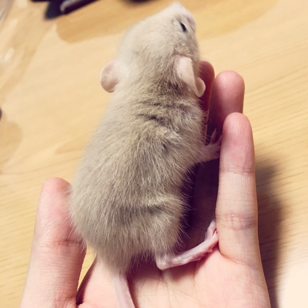 ファンシーラット里親募集 サムネイル3