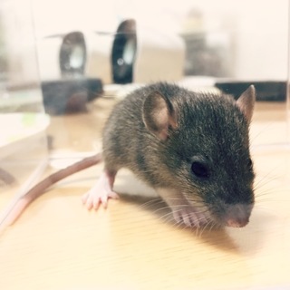 ファンシーラット里親募集