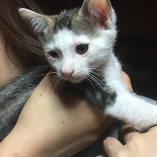 小柄な猫ちゃんです