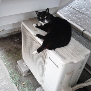 お家が大好きになった猫さん