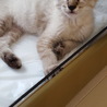 シャム風子猫の里親大募集 サムネイル7