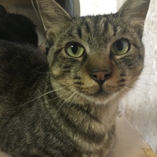 キジトラの縁（えん）ちゃんです