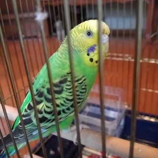 インコのピーちゃんです
