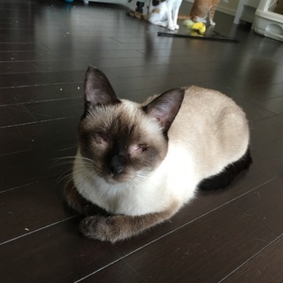 眼球なしシャム風