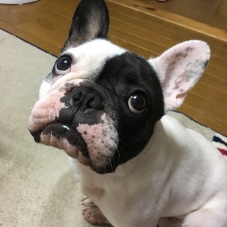フレンチブルドック ♂４歳。