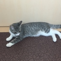 このは