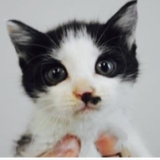 保護団体様に引き出して頂けました。