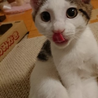 トライアル決定！甘えん坊で美人顔のキジ白芽衣ちゃん