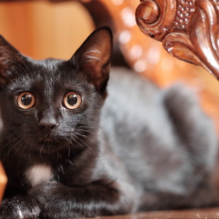 おしゃれ女子♪きれいな黒猫のノアちゃん