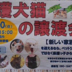 保護犬猫譲渡会